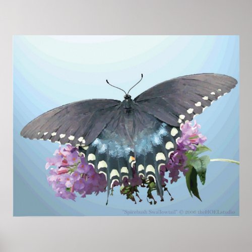 Spicebush Swallowtail Photo Poster