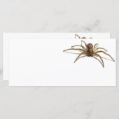 Spider (Front/Back)