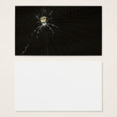 Spider (Front & Back)