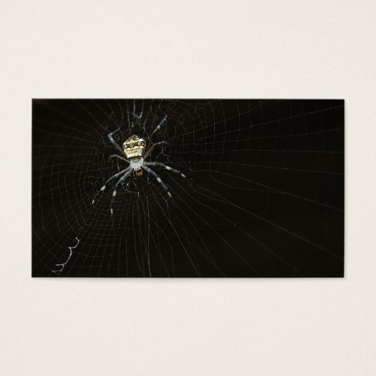 Spider (Front)