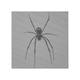 Spider 12" x 12" Gallery Wrap