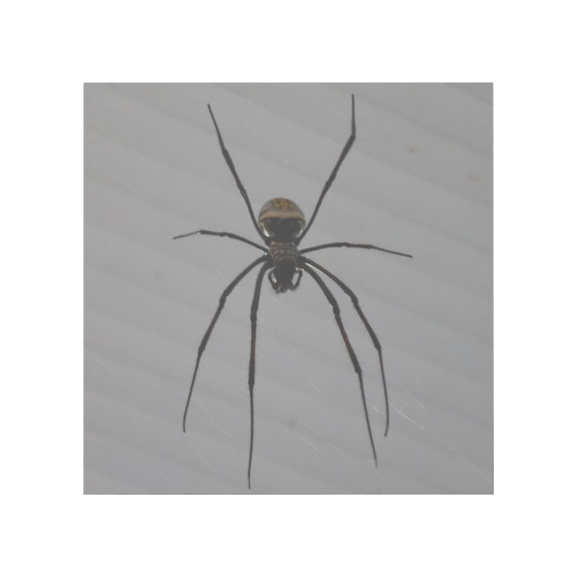 Spider 12" x 12" Gallery Wrap (Front)