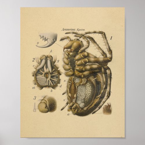Spider Anatomy Print Paul Pfurtscheller