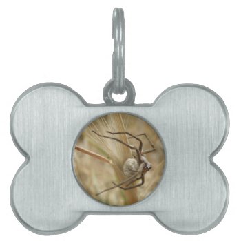Spider And Egg Sac Pet Tag by Fallen_Angel_483 at Zazzle