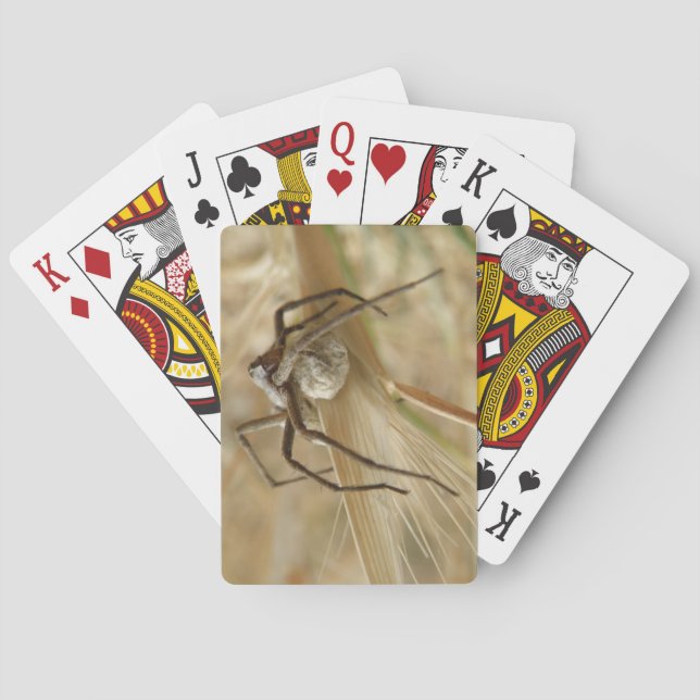 Spider and Egg Sac Playing Cards (Back)