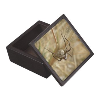 Spider And Egg Sac Premium Gift Box by Fallen_Angel_483 at Zazzle
