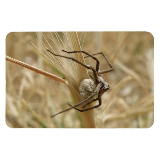 Spider and Egg Sac Premium Magnet (Horizontal)