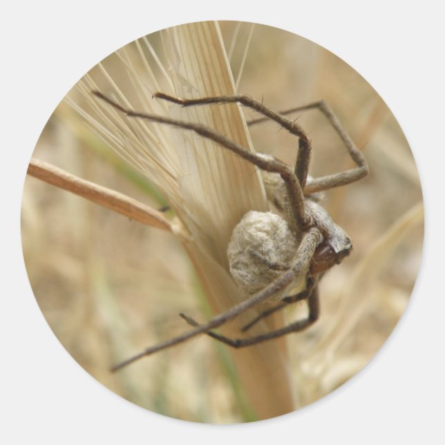 Spider and Egg Sac Stickers (Front)