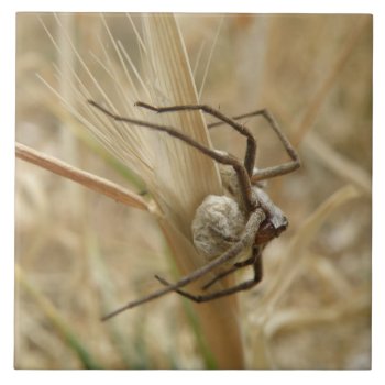Spider And Egg Sac Tile by Fallen_Angel_483 at Zazzle
