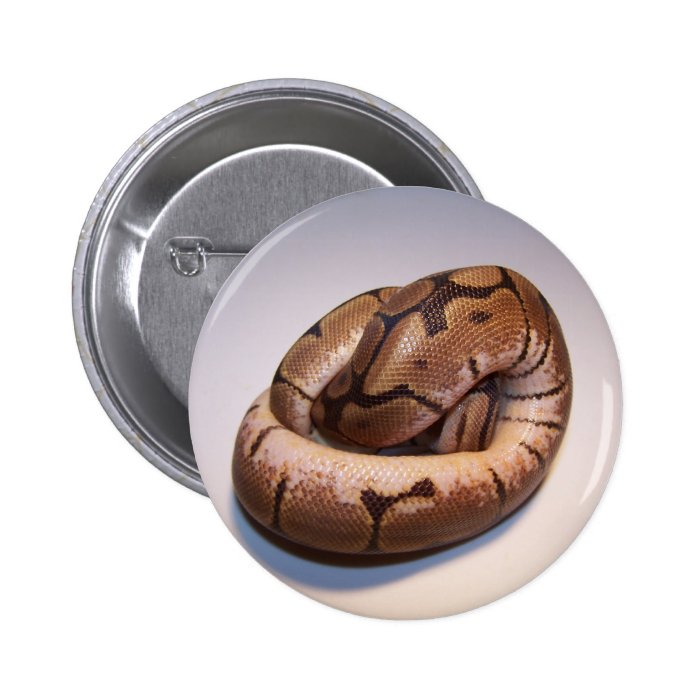 Spider Ball Python Button