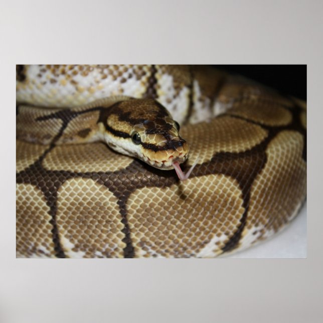 Spider Ball Python Poster (Front)