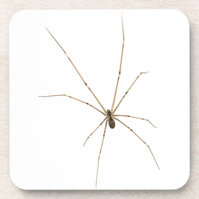 Spider Beverage Coaster (Front)