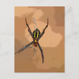 SPIDER BLACK AND YELLOW QUEENSLAND AUSTRALIA POSTCARD