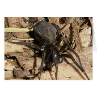Spider Cards