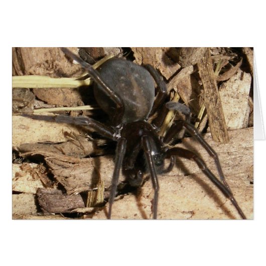 Spider Cards (Front Horizontal)
