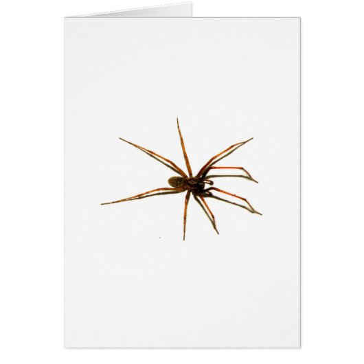 Spider Cards (Front)
