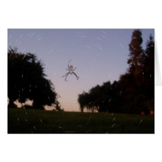 Spider Cards