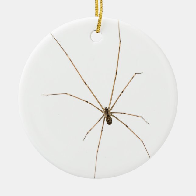 Spider Ceramic Ornament (Front)