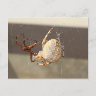 Spider Close Up Postcard