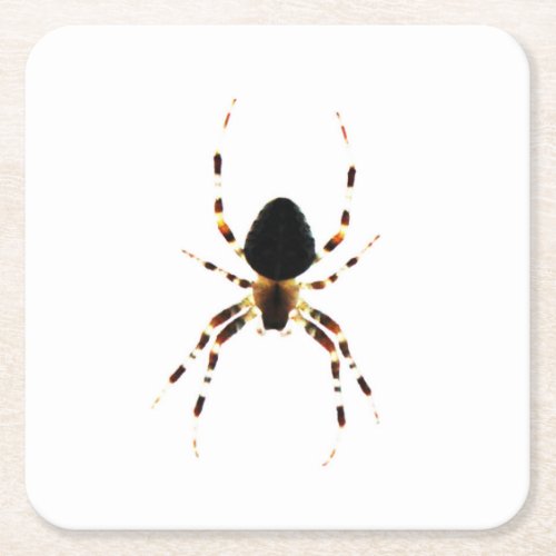 Spider coastercnm square paper coaster