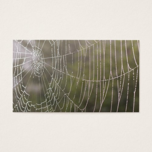 Spider Cobweb Business Card Template
