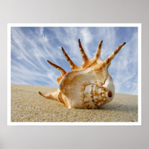 Spider Conch Seashell on Beach Sand Poster