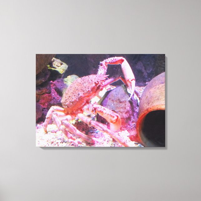 Spider crab canvas print (Front)