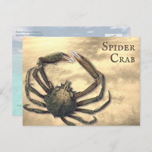 Spider Crab Illustrated Custom All Occasion Postcard