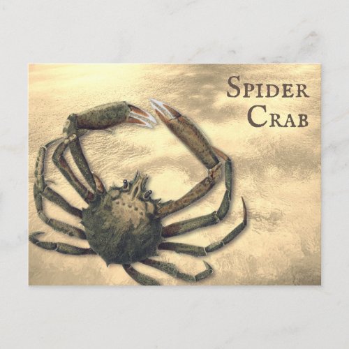 Spider Crab Illustrated Custom All Occasion Postcard