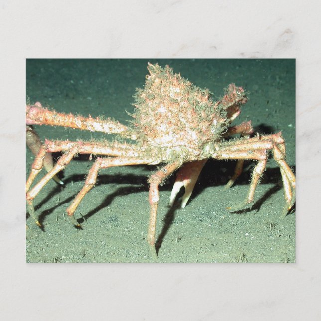 Spider Crab Postcard (Front)
