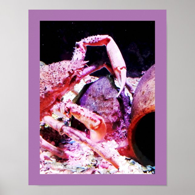 Spider crab poster (Front)