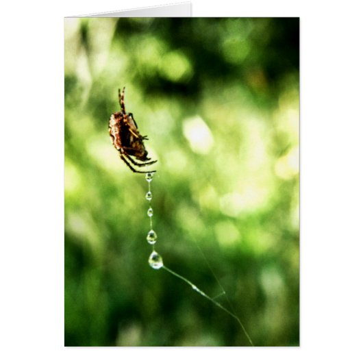 Spider Drops Card (Front)