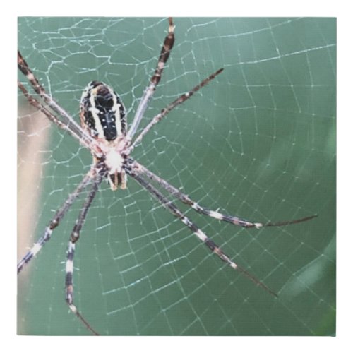 Spider Faux Canvas Print