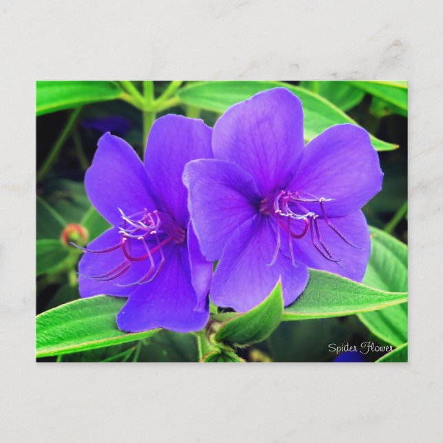 Spider Flower Postcard (Front)