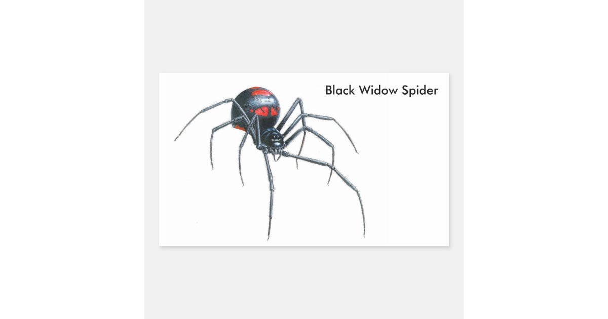 Sticker Spider Rectangular Spider image for Rectangle-Stickers-Glossy Rectangular Sticker | Zazzle