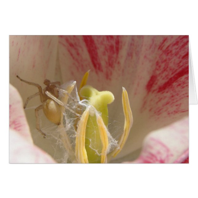 Spider in a Tulip Cards (Front Horizontal)