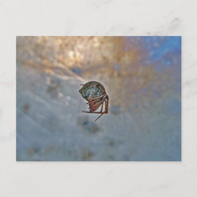 Spider in Web Postcard (Front)