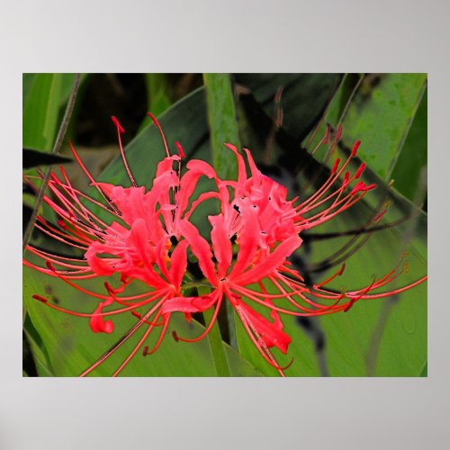 Spider Lily 2 Poster