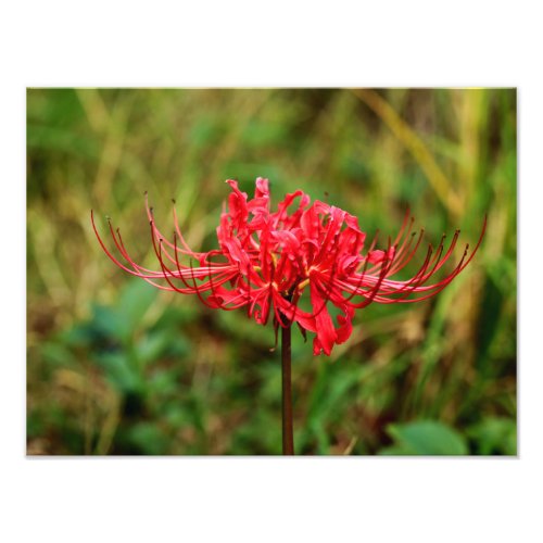 Spider Lily Photo Print