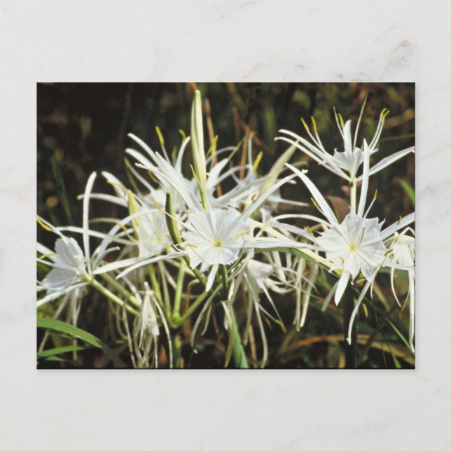 Spider Lily Postcard (Front)