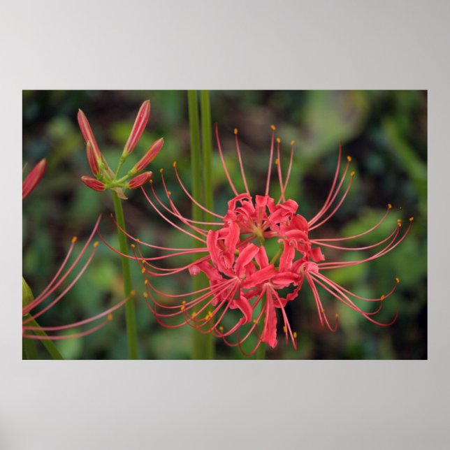 Spider Lily poster (Front)