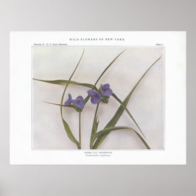 Spider Lily; Spiderwort - Tradescantia virginiana Poster (Front)