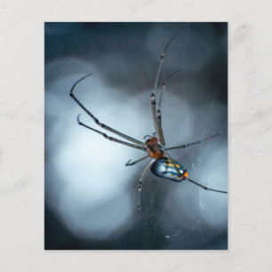 Spider Lovers Beauty Spider With Webs Flyer