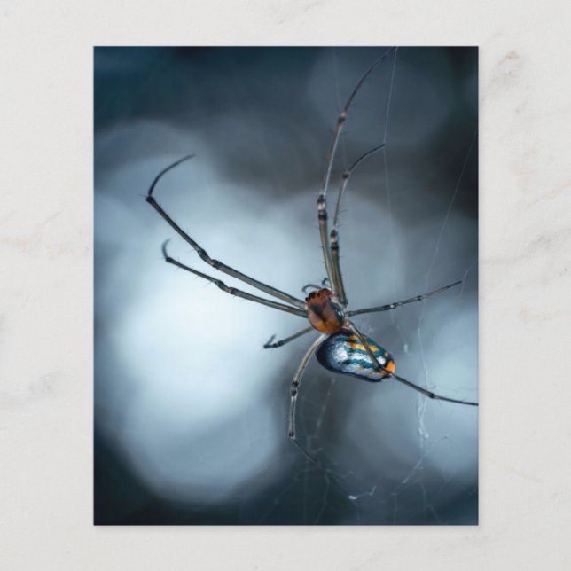 Spider Lovers | Beauty Spider With Webs Flyer (Front)
