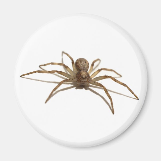 Spider Magnet (Front)