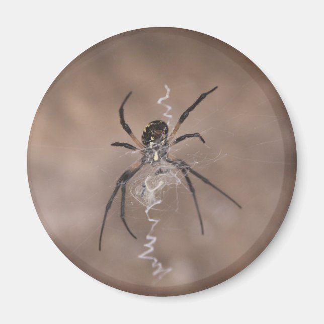 Spider Magnets (Front)