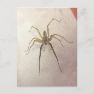 Spider Male Postcard