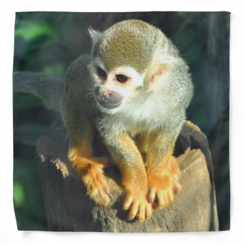 Spider Monkey Bandana