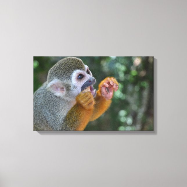 Spider Monkey Canvas Print (Front)