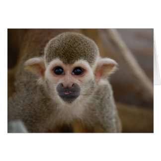 Spider Monkey Cards